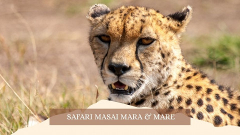 2025 africa masai mara e mare gennaio marzo 26 IN21