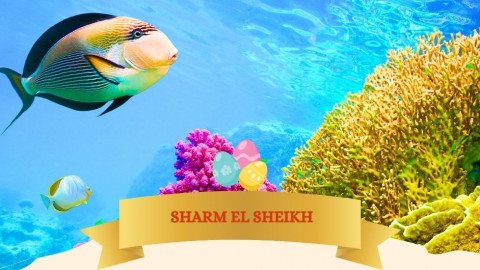 2026 sharm el sheikh T ponti milano IN21