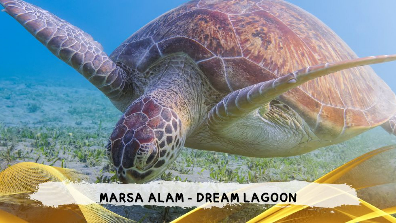 2026 marsa alam da roma dream T IN21