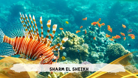 2026 sharm el sheikh da bologna T IN21