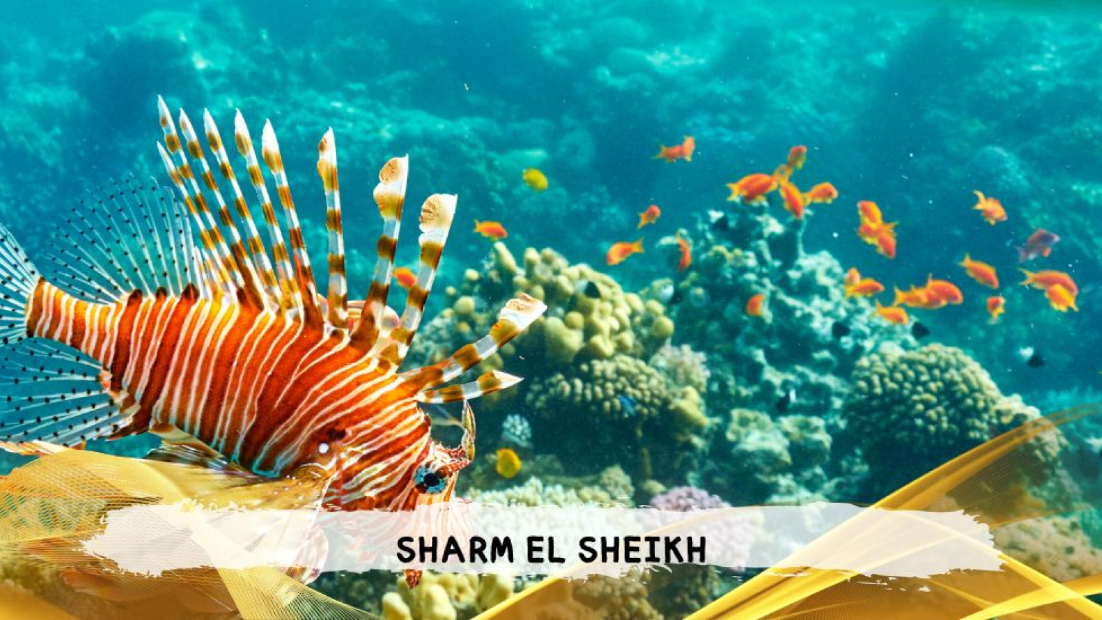 2026 sharm el sheikh da bologna T IN21