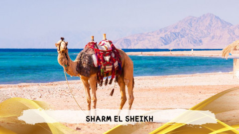 2026 sharm el sheikh da roma queen T IN21